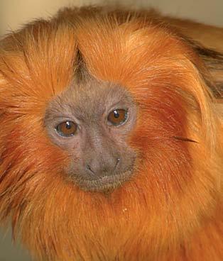 12 Arany oroszlánmajom (Leontopithecus rosalia) Az arany oroszlánmajom elsősorban a sűrű, elsődleges erdők lakója.
