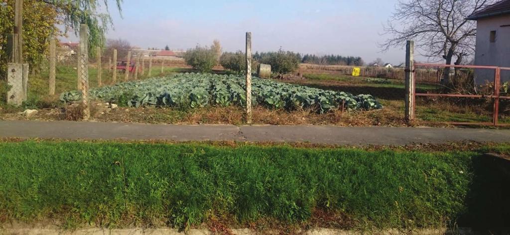 Építészeti útmutató 51 Egy-egy növény kiválasztása nagymértékben befolyásolja a település karakterét.