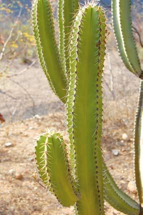 16 8. kép Társulás alkotó többek között az Isolatocereus dumortieri. 9. kép Ferocactus lindsayi felnőtt példányai a meredek hegyoldalban. Debreceni Pozsgástár 2009/1.