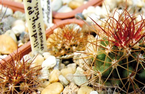 Debreceni Pozsgástár 2009/1. 17 10. kép 6. éves Ferocactus lindsayi. inkban is intenzív kutatási területnek számít a botanikusok körében.