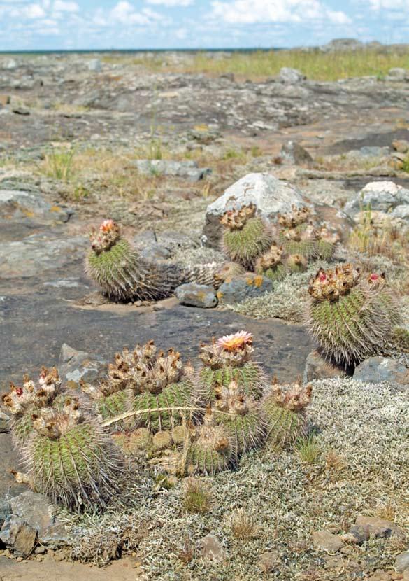 3. kép 36 Notocactus rutilans KCS-0277