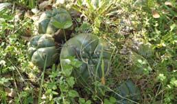 kereskedni kezdjen vele. A Notocactus haselbergii (KCS-0014) lelőhelyére egy környékbeli ismerőssel mentünk el, aki többször járt már itt, és mindig gyönyörködött a nagyméretű populációban.