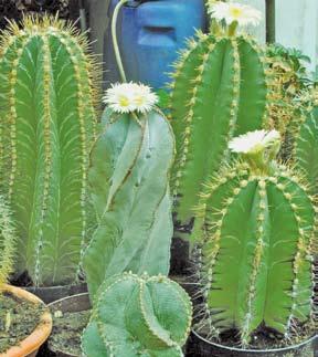 42 Debreceni Pozsgástár 2009/1. Szabó Imre Hogyan születik egy kultúrváltozat? Astrophytum myriostigma cv.