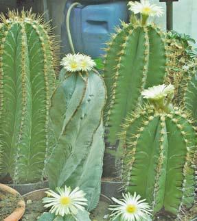 Abstract: The author writes his more then 20 years-long breeding work of which result a new cultivar Astrophytum myriostigma cv. Szabó Imre.