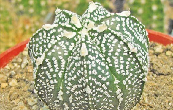 hibrid. Ez a további szaporításra kijelölt Astrophytum myriostigma cv.