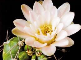 50 Debreceni Pozsgástár 2009/1. 10. kép Gymnocalycium denudatum Kayo Mayo. populációkat, hogy az MNKM valóban kutató és képző munkát tudjon végezni. Elengedhetetlen tehát az ökológiai képzés is.