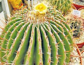 56 Debreceni Pozsgástár 2009/1. Kósik Péter Különös virágzások Először: Echinocactus plathyacanthus Kb.