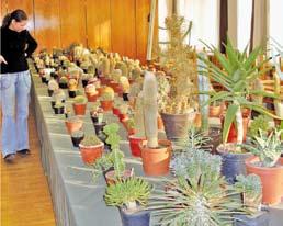 58 Debreceni Pozsgástár 2009/1. Ábel Győző Kaktuszkiállítás Kecskeméten és Bácsalmáson Kecskeméten a Kertészeti Főiskola tanácstermében rendezték utolsó kiállításukat a kecskeméti gyűjtők a 2008.