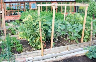 Oxalis tuberosa Az inkagumó a komposztos ágyásban Öt fénykép, ami a