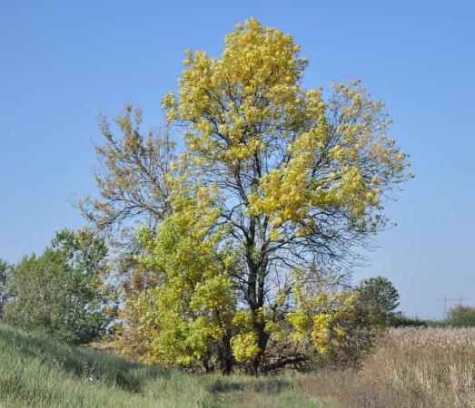 Inváziós növények visszaszorítása ormánsági élőhelyeken Módszertani útmutató 3.5.