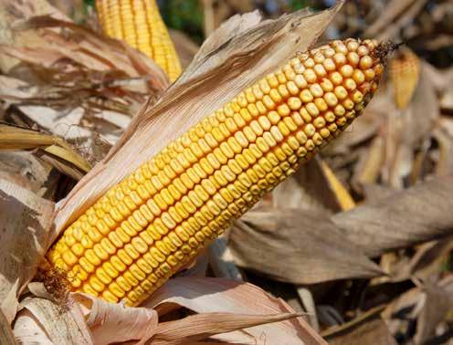 P9363 FAO 350 Ajánlott termőtőszám 68-76 000 tő/ha HIBRID TULAJDONSÁGOK Szárazságtűrése kimagasló, ezért az aszályos évjáratokban is biztonságos kukoricatermesztés lehetőségét nyújtja.