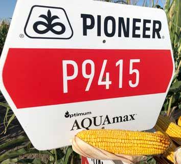 P9415 FAO 350 Ajánlott termőtőszám 68-76 000 tő/ha HIBRID TULAJDONSÁGOK 2017-ben, Magyarországon regisztrált hibrid, Optimum AQUAmax minősítéssel.