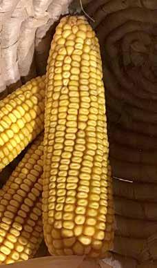 FAO 390 Ajánlott termőtőszám 66-74 000 tő/ha WAXY Az Agrár-Béta Kft. teljes kukorica vetésterületén waxyt állítunk elő. Ez körülbelül 1000-1100 ha-t jelent.