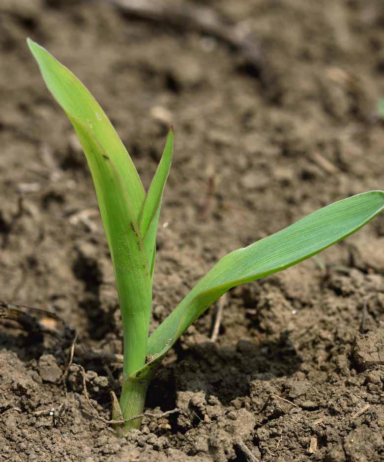 A kukorica