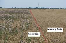 következő évi kultúrában is negatív hatással van a gyomosodásra Biztonságos és szelektív minden gabona félében Biztonsággal vethető utána őszi káposztarepce és napraforgó Rendkívül gyors hatás Balra