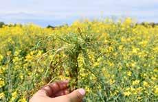 Az Arylex (halauxifen-metil) az auxin hatású piridin-karboxilátok közé tartozó új hatóanyag (HRAC 4. herbicid csoport).