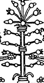 Assur-nászir-apli tróntermét díszítő el
