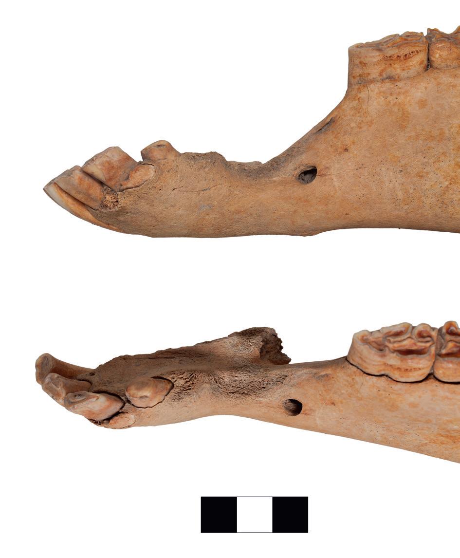 Iron Age Venetian Horse of Sopron-Krautacker 93 width of the mc2 4 is 60 mm. The proximal part of the left femur is broken off. The proximal ends of the right tibia and fibula are fused.