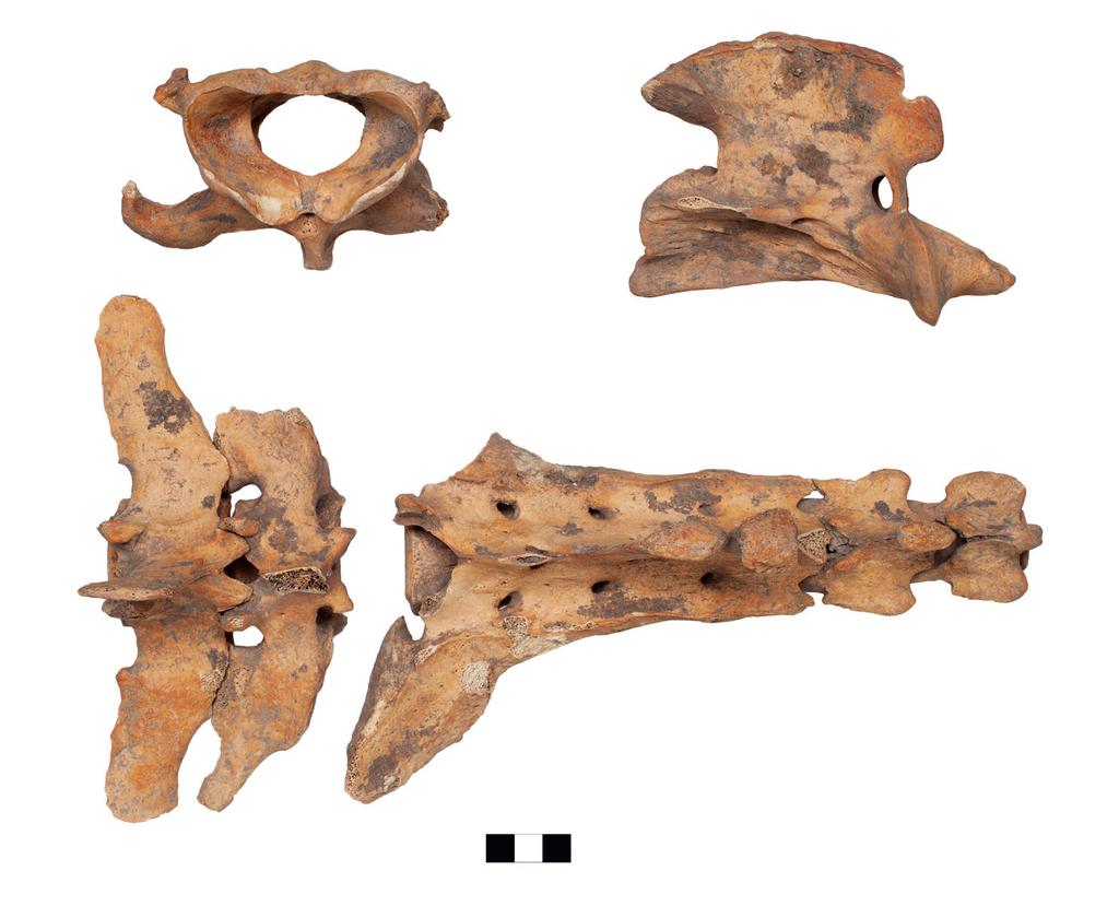 94 Annamária Bárány István Vörös 1 2 3 Fig. 5 Sopron-Krautacker, burial nr. 228. Vertebrae of the horse (1: atlas; 2: epistropheus; 3: lumbal vertebrae and sacrum with the first caudal vertebra) 5.