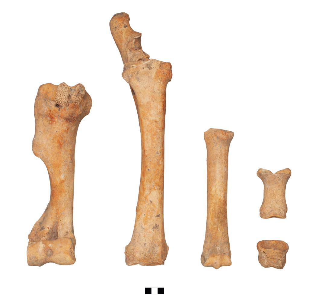 96 Annamária Bárány István Vörös Fig. 6 Sopron-Krautacker, burial nr. 228.