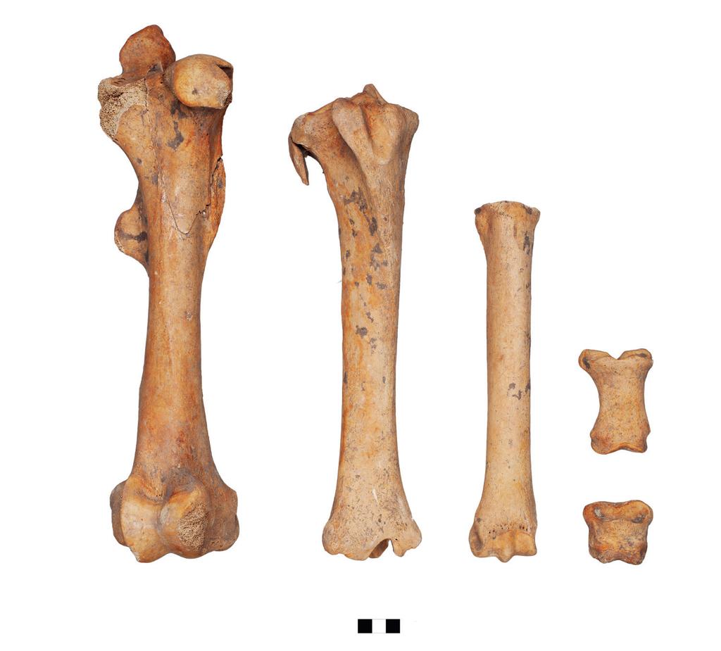 Iron Age Venetian Horse of Sopron-Krautacker 97 Fig. 8 Sopron-Krautacker, burial nr. 228. Hindlimb bones of the horse (right femur, tibia, metatarsus, phalanges I II.) 8. kép Sopron-Krautacker, 228.