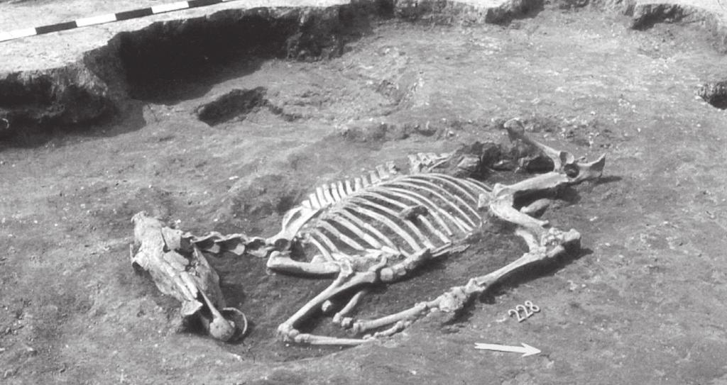 Iron Age Venetian Horse of Sopron-Krautacker 91 Fig. 1 Sopron-Krautacker, burial nr. 228. The unearthed horse burial from the East (Jerem 1998, 324 Fig. 5) 1. kép Sopron-Krautacker, 228. objektum.