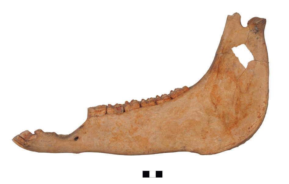 92 Annamária Bárány István Vörös Fig. 2 Sopron-Krautacker, burial nr. 228. The skull of the horse (dorsal and lateral view) 2. kép Sopron-Krautacker, 228. objektum.