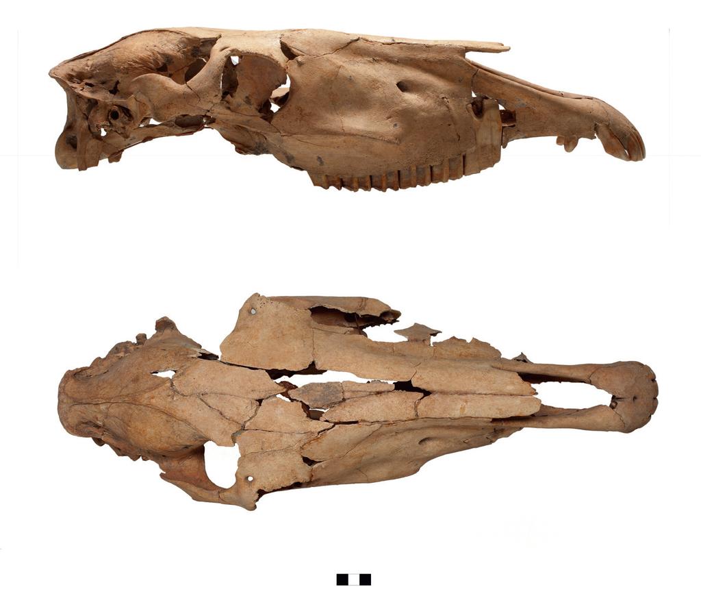 More significant pathology is evidenced by the deformation of the mandible (Fig. 4). The upper rim of the diastema of the mandible is heavily deformed on both sides.