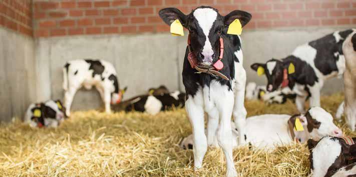 22 ITATÁSOS FÁZIS MIRŐL VAN SZÓ? Sano Takarmányozási Koncepció ITATÁSOS FÁZIS A föcstej fázis után a borjak 6-8 liter borjútejet és kiegészítő borjústartert kapnak ad libitum.
