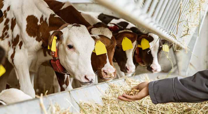 28 ITATÁSOS FÁZIS TERMÉKEK Sano Takarmányozási Koncepció BORJÚSTARTER MEGGI MÜSLI Prémium borjúmüzli a minőségi borjakért Feltárt gabonafélék és kukorica Könnyen emészthető fehérjeforrás Almaszelet