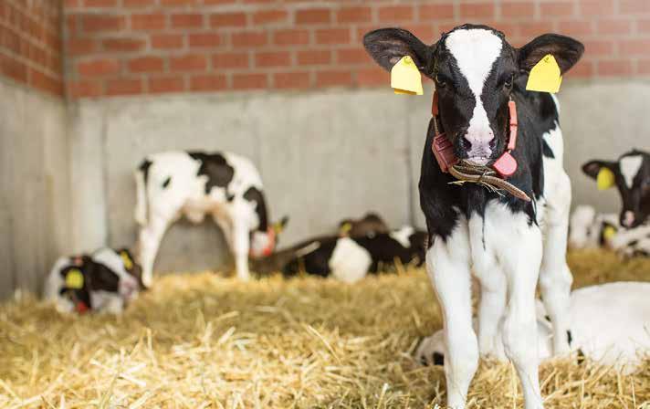 32 ITATÁSOS FÁZIS TERMÉKEK Sano Takarmányozási Koncepció BORJÚSTARTER MEGGI MÜSLI A legjobb borjúmüzli a minőségi borjakért Feltárt gabonafélék és kukorica Könnyen emészthető fehérjeforrás Almaszelet