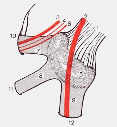 A nervus mandibularis (V/III.