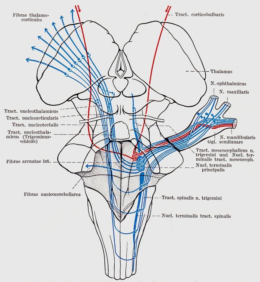 Duus A nervus trigeminus magjai nucleus motorius nervi trigemini nucleus sensorius principalis nervi trig.