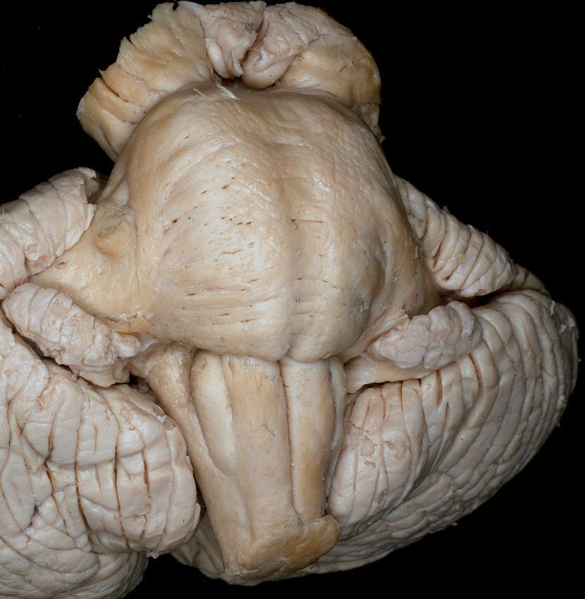 topogáfia Radix