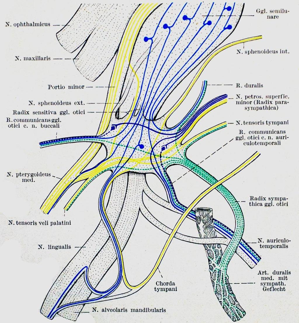 Ganglion Oticum