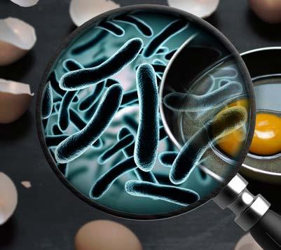 5. A HACCP KIÉPÍTÉSÉNEK MENETE A legjellemzőbb patogén mikroorganizmusok Bacillus cereus Campylobacter jejuni Clstridium botullinum Lysteria monocytogenes Salmonella typhi, paratyphi Staphylococcus