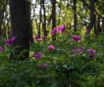 A BÁNÁTI BAZSARÓZSA A tájvédelmi körzet egyik legszebb látnivalója a bánáti bazsarózsa (vad pünkösdirózsa, Paeonia officinalis banatica).