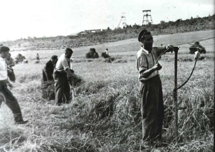 70.sz. ábra Aratás a Csetényi dűlőben, a Guttamási Tsz. Földjén 1950 körül (helynevek) Első kaszás Péninger István vill. Műhely vez.