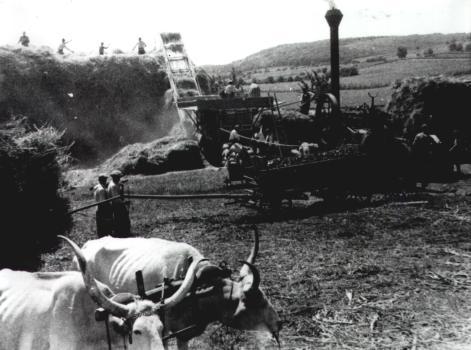betakarítása. Ezért az uradalom a kaszálásért holdanként 100 kg búzát és 20 kg rozsot, a répaszedésért pedig 75 kg/ mh búzát fizetett az aratóknak.