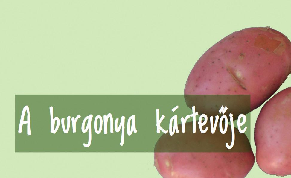 A burgonyabogár fejlődése Animációval szemléltetjük a burgonya kártevőjének fejlődését. A munkához rendelkezésre áll a könyv webhelyéről letölthető pete.jpg, larva.jpg és kifejlett.