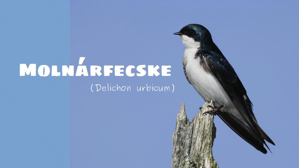 A képeket kísérő szövegek Hogyan kell unalmas bemutatót készíteni?