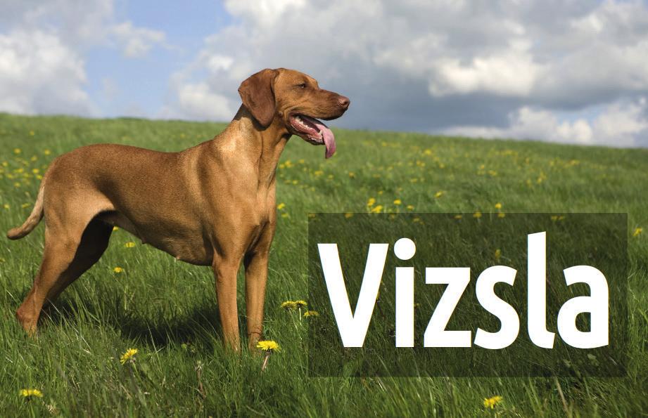 Ha a puli lábaiból csak egy kicsi lóg le, akkor az az érzése van a nézőnek, hogy a készítő figyelmetlen volt. Állítsuk be a puli képét úgy, hogy a lábak ne is látsszanak! 2.