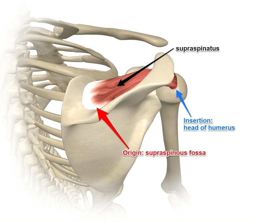 M. Supraspinatus (felső tövis izom)