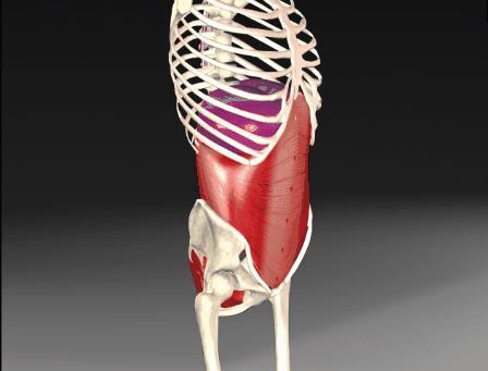 Haránt hasizom (m. transversus abdominis) Eredés: -lágyékszalag, csípőtaréj, 7-12.