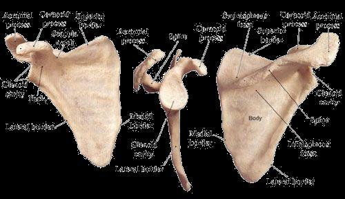 Függesztőöv Lapocka (Scapula) Lapos csont Ízesül kulcscsonttal és felkarcsonttal Vállövi mozgásokban helyzete változik
