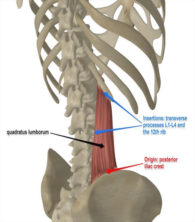 Négyszögletű derékizom (m. quadratus lumborum) Eredés: -csípőcsont szárnyai Tapadás: -1-4.