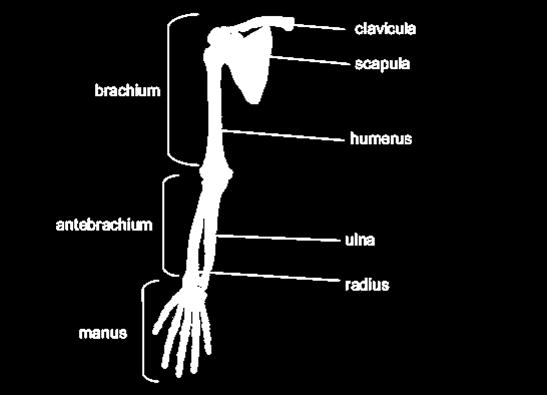 Szabad felső végtag Felkarcsont (Humerus) Hosszú, csöves csont Ízesül lapockával, orsó- és