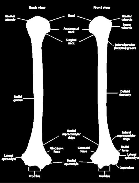 izomzatát ellátó medialis distalis végdarabján (ulnaris ideg) Medialis és lateralis epicondylusai