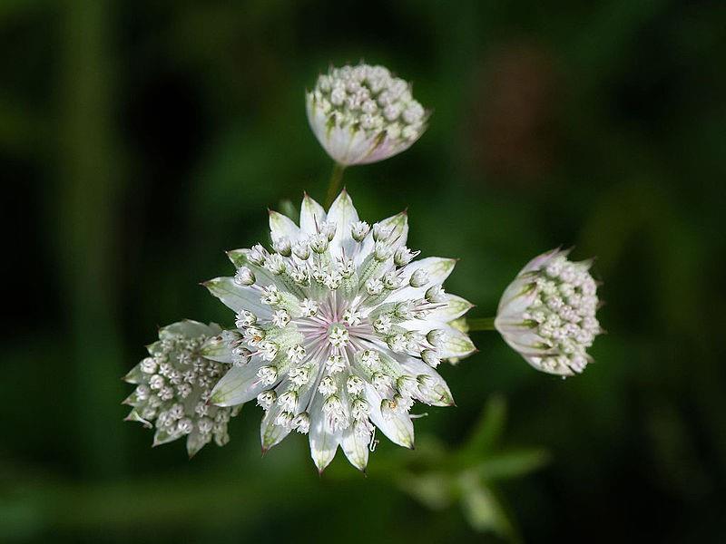 A NÖVÉNYEK ÉLETE Egyetemi jegyzet Szerk.: Fehér Attila Sándor Szegedi Tudományegyetem Borító: Nagy völgycsillag (Astrantia major) A kép forrása: Wikimedia commons. Szerző: Uoaei1.