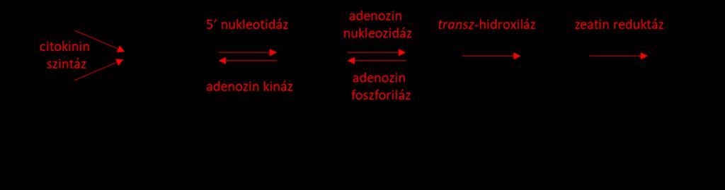 Az Arabidopsis genom kilenc citokinin szintáz enzimet kódol.